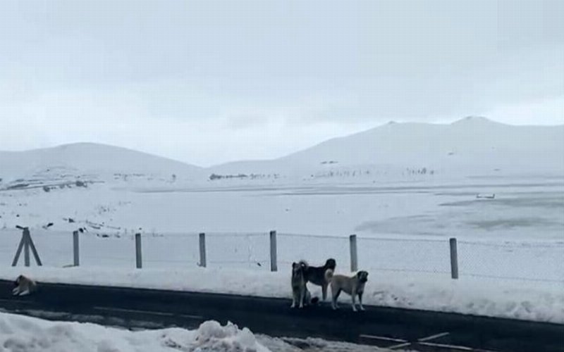 Ağrı’da başıboş sokak köpekleri tehlike saçıyor